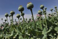 Cultivation of the opium poppy has increased since Egypt's tourism trade has dipped dramatically