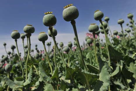 Cultivation of the opium poppy has increased since Egypt's tourism trade has dipped dramatically