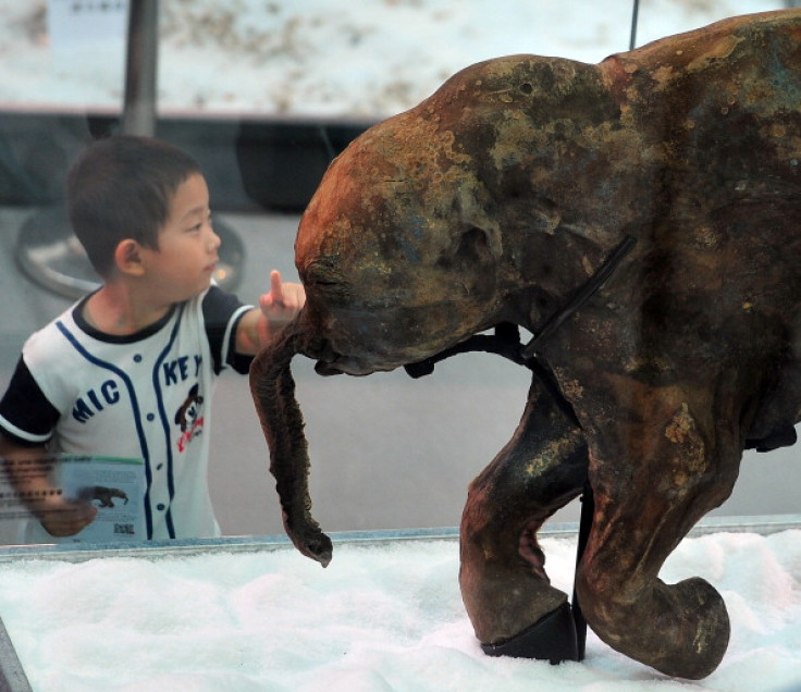 A child points to the carcass of the world's most well-preserved baby mammoth, displayed in a Hong Kong shopping mall