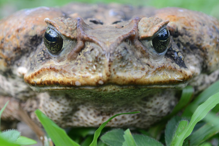 cane toad