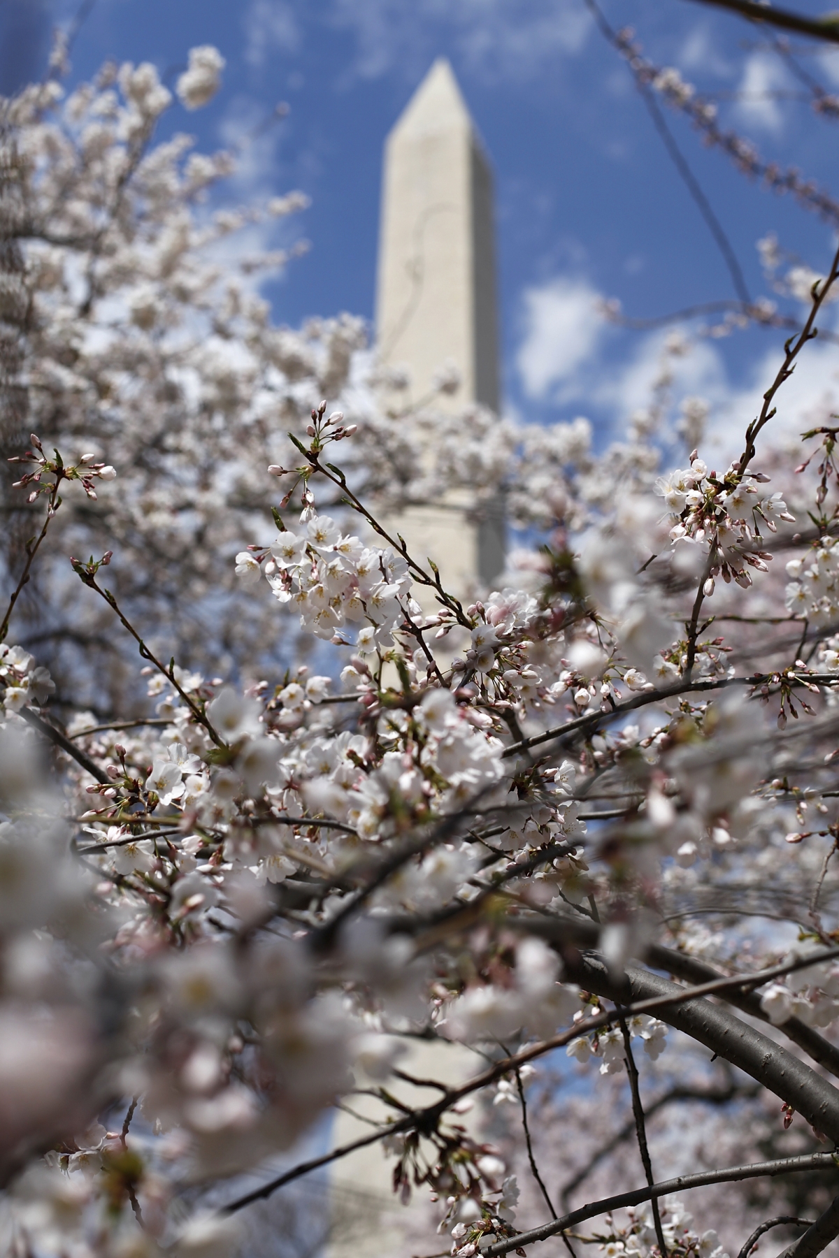 The Washington Monument can be seen through some of the famed cherry blossoms along the Tidal Basin in Washington. The Washington Monument can be seen through some of the famed cherry blossoms along the Tidal Basin in Washington.