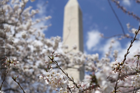 The Washington Monument can be seen through some of the famed cherry blossoms along the Tidal Basin in Washington.