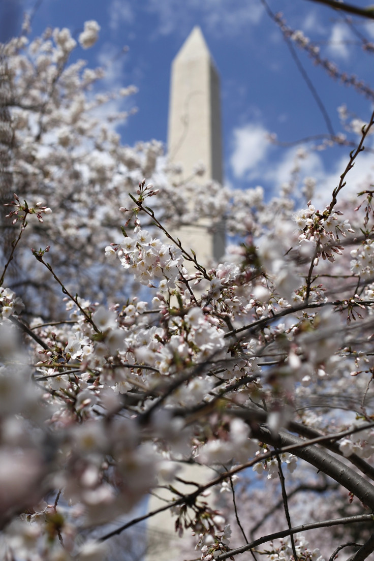 The Washington Monument can be seen through some of the famed cherry blossoms along the Tidal Basin in Washington.