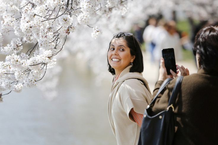 Darlene Yarrington of Fredericksburg, Virginia, has her picture taken with the famed cherry blossoms along the Tidal Basin in Washington.