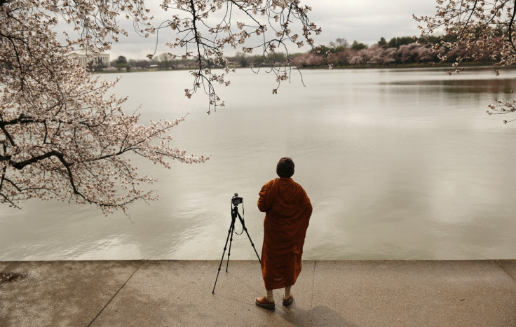 A Buddhist monk photographs emerging cherry blossom trees around the Tidal Basin in Washington.
