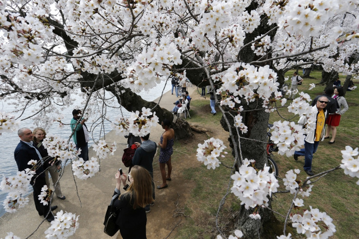 People enjoy the famed cherry blossoms along the Tidal Basin in Washington.