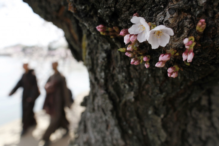 The famed cherry trees blossom along the Tidal Basin in Washington.