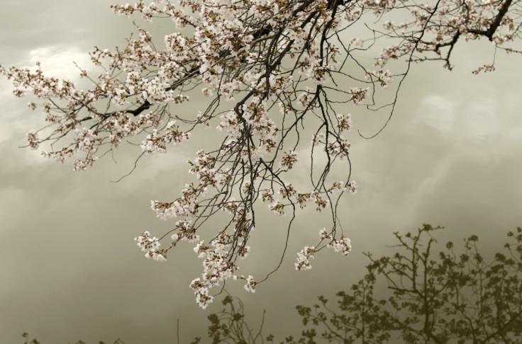 Early emerging cherry blossoms are reflected in the Tidal Basin in Washington.