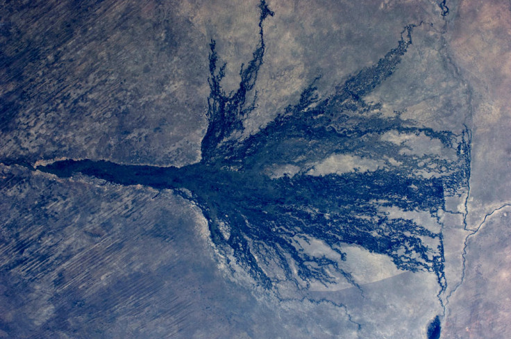 Okavango Swamp, Botswana