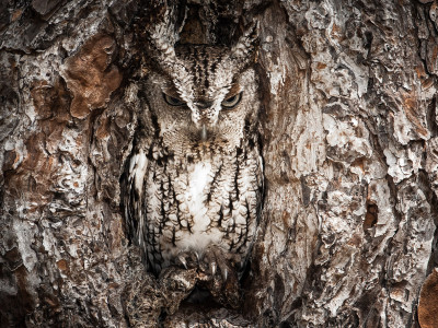natural owl
