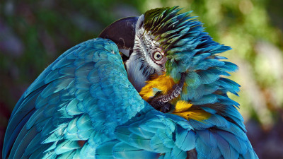 natural parrot