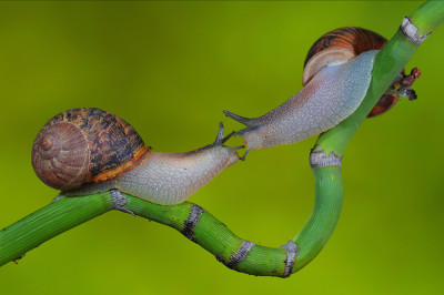 natural snails