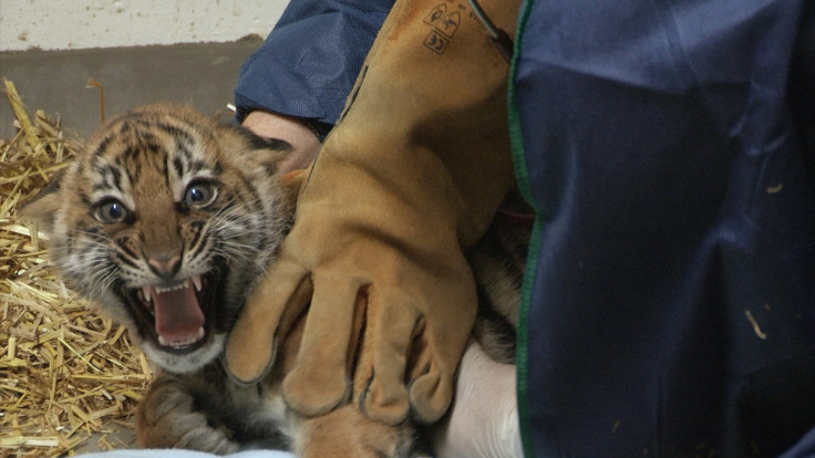 tiger cub