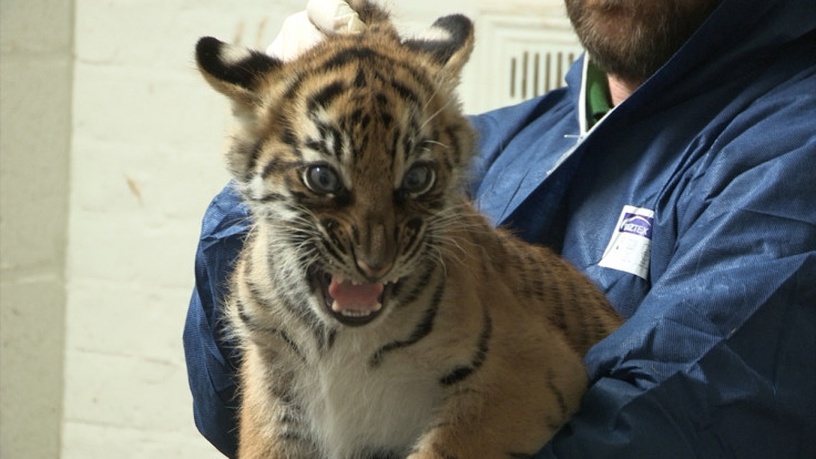 tiger cub