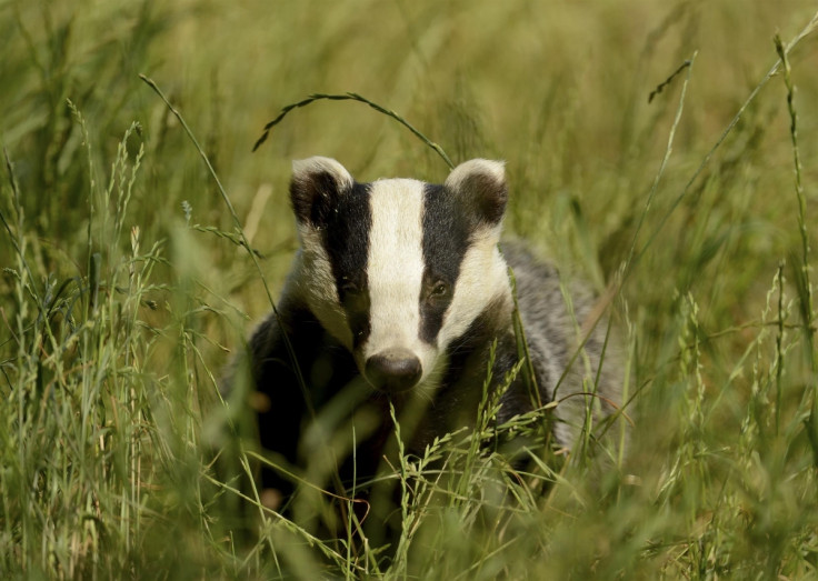 badger