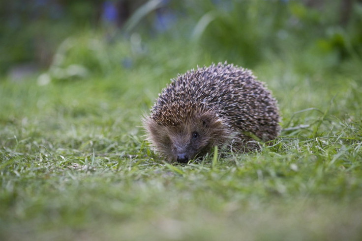 Hedgehog