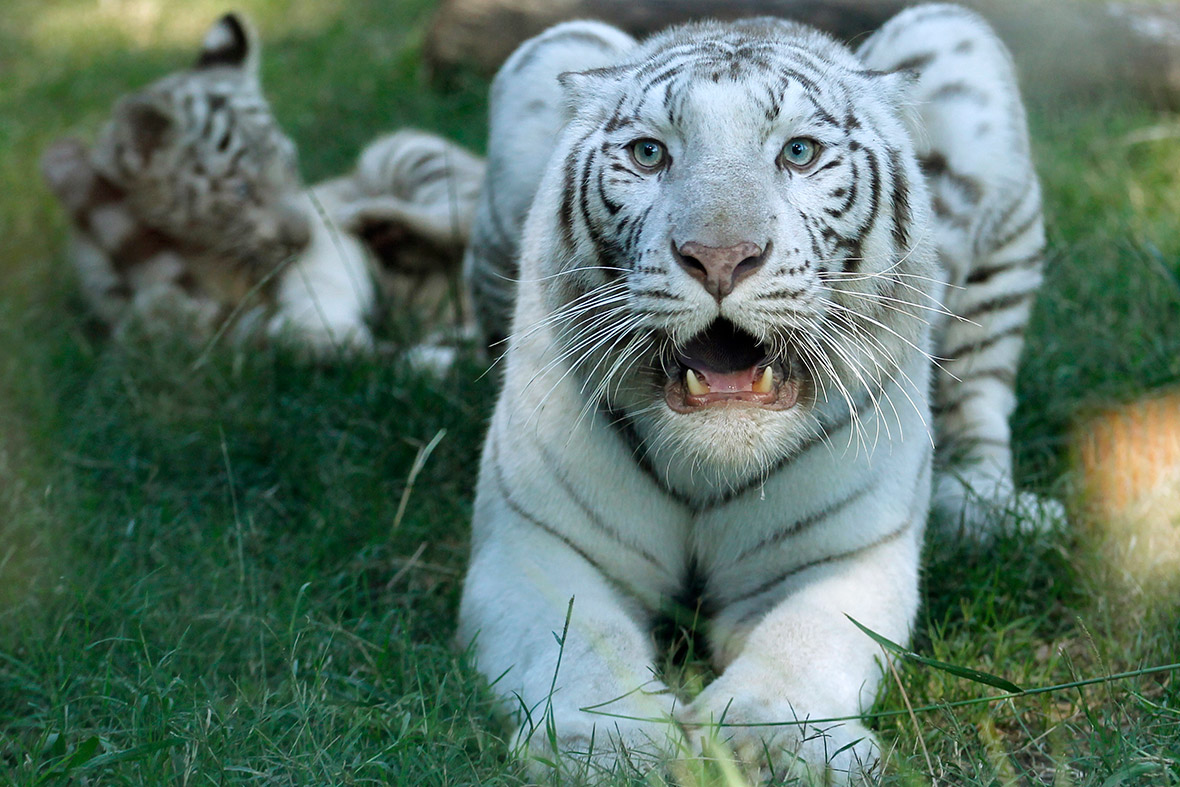 Названия видов тигров. Бенгальский тигр альбинос. Золотой тигр альбинос. Уссурийский тигр альбинос. Белый тигр альбинос.