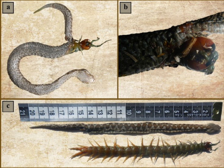 centipede and snake