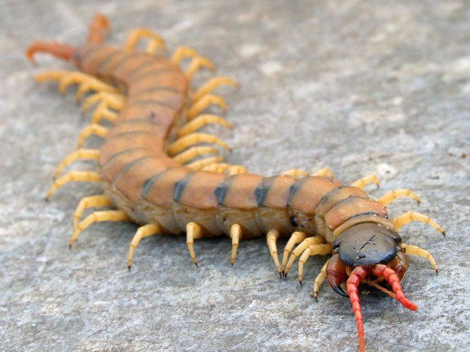 Golem Grad Snake Centipede Golem Grad Snake Centipede,Un mille-pattes dévore l'estomac d'une vipère pour s'en échapper