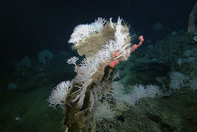 Killer sponge Asbestopluma monticola