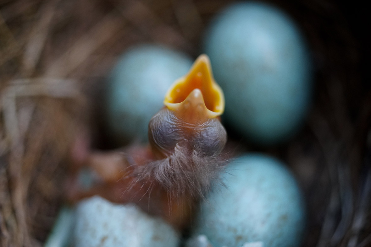 Hatching eggs. Птенец дрозда желторотик. Птенец дрозда новорожденный. Птенец желторотик Ласточка. Птенец дрозда слеток маленький.
