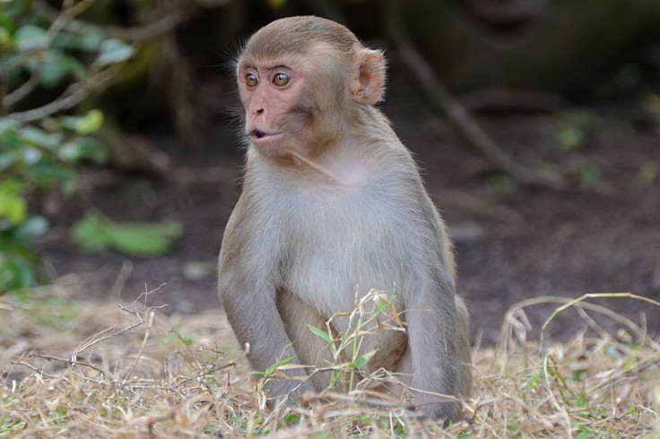Rhesus Macaque monkeys