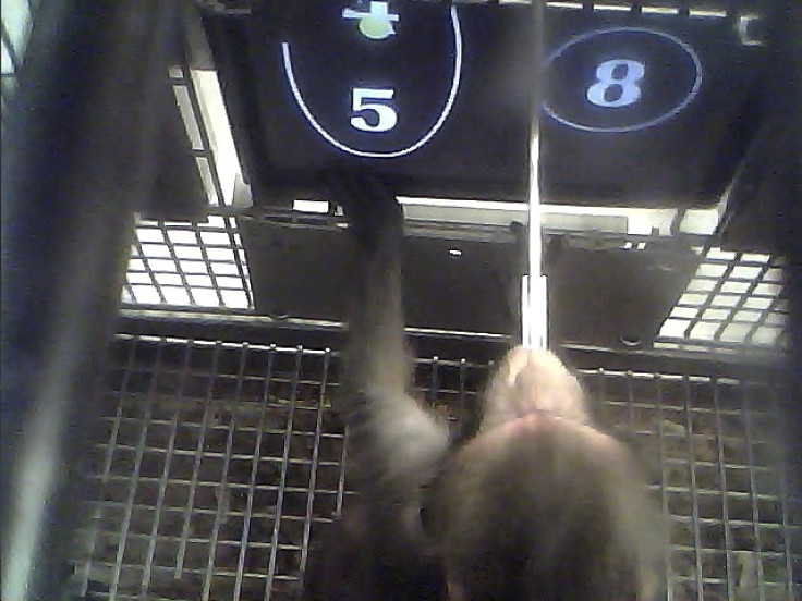 A monkey answering questions on the touch screen