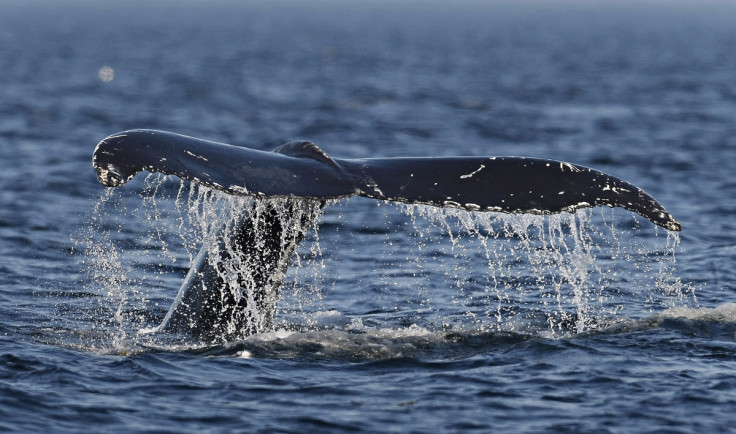 Canada Humpback