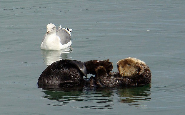 Otters Come Back From Brink of Extinction