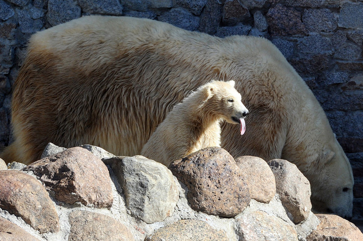 cub tongue