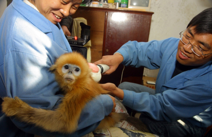 China Animal Rights Endangered