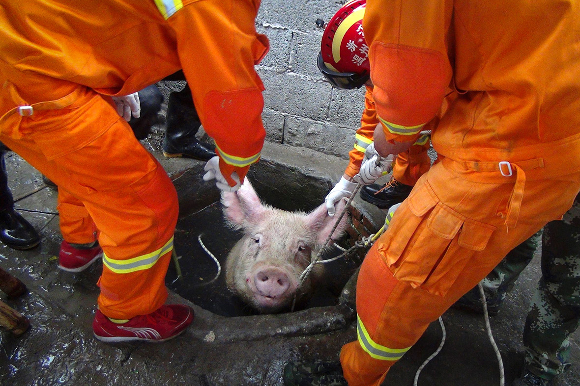 pig in a well
