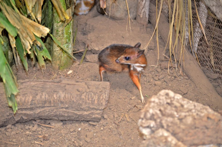 Baby Java mouse-deer