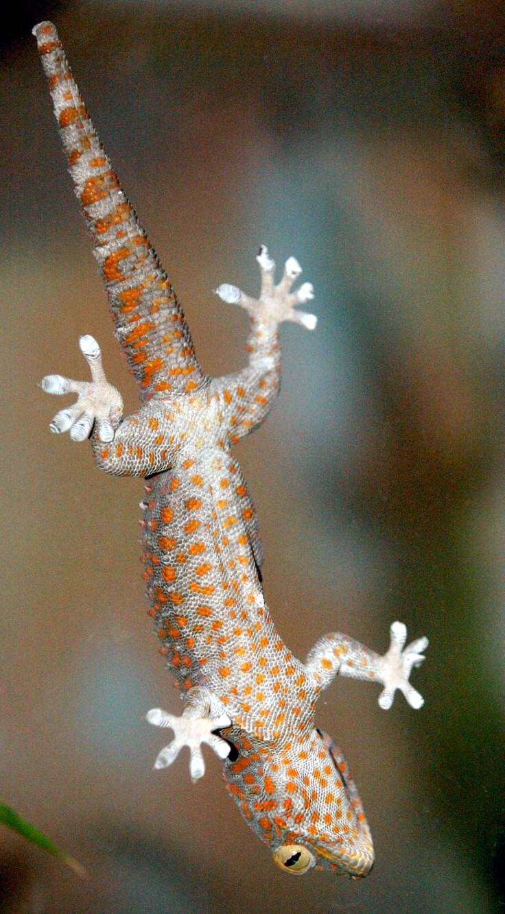 A Tokay Gecko