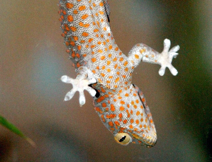 University of Massachusetts Amherst researchers have invented a new material that is as sticky as a gecko