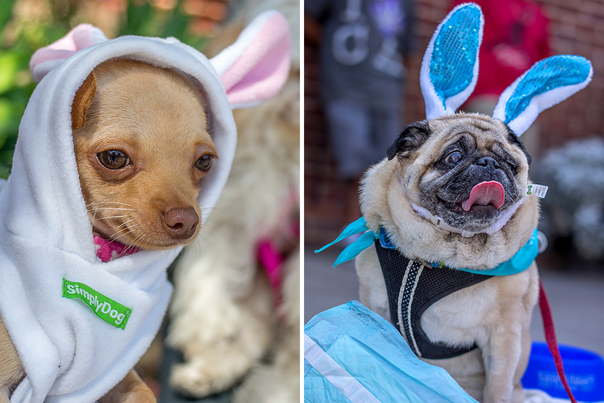 easter dogs