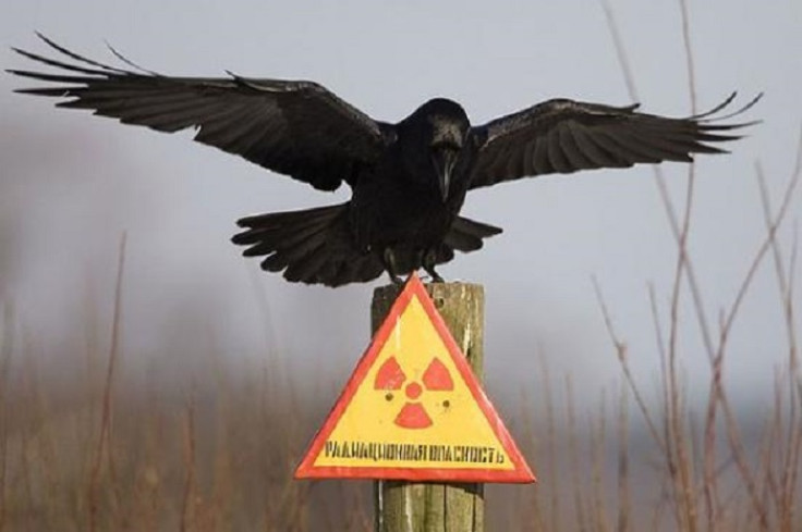 Chernobyl bird