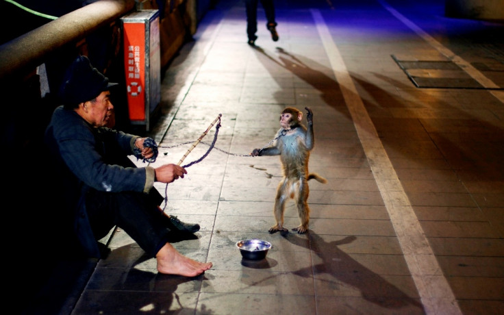 China Beggar Chained Monkey