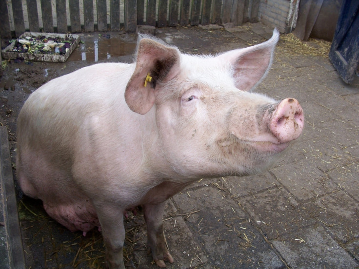 China Principal kisses pig