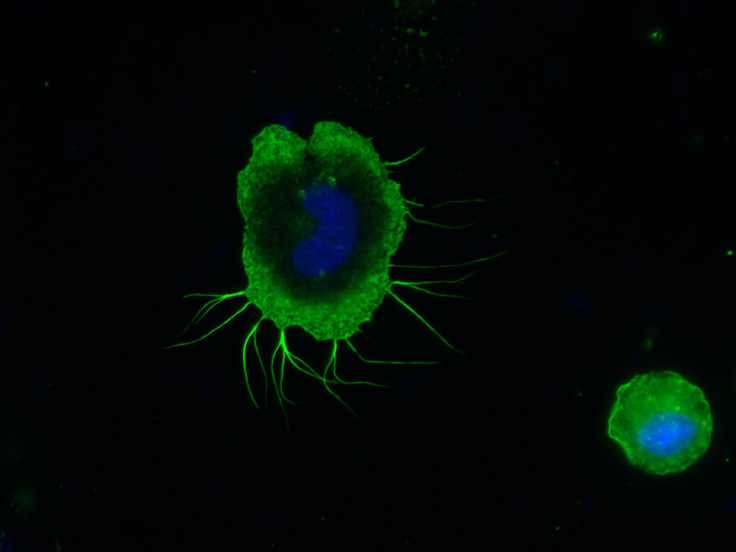 The cell structure of a Macrophage immune cell