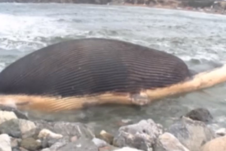 Dead blue whale has inflated way past its usual size in Trout River, Newfoundland in Canada