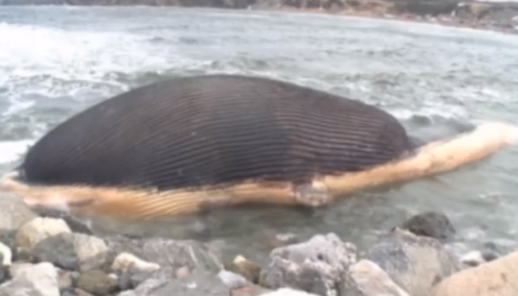 Dead blue whale has inflated way past its usual size in Trout River, Newfoundland in Canada