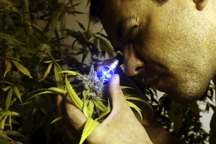 A marijuana cultivator inspects a flowering plant in Montevido, Uruguay (Reuters)