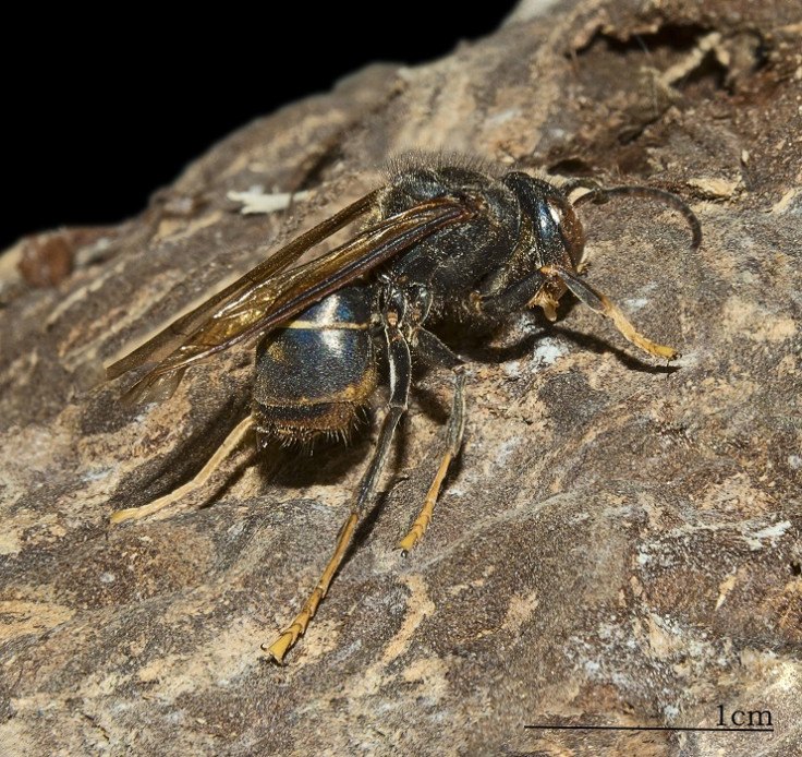 Asian Hornet