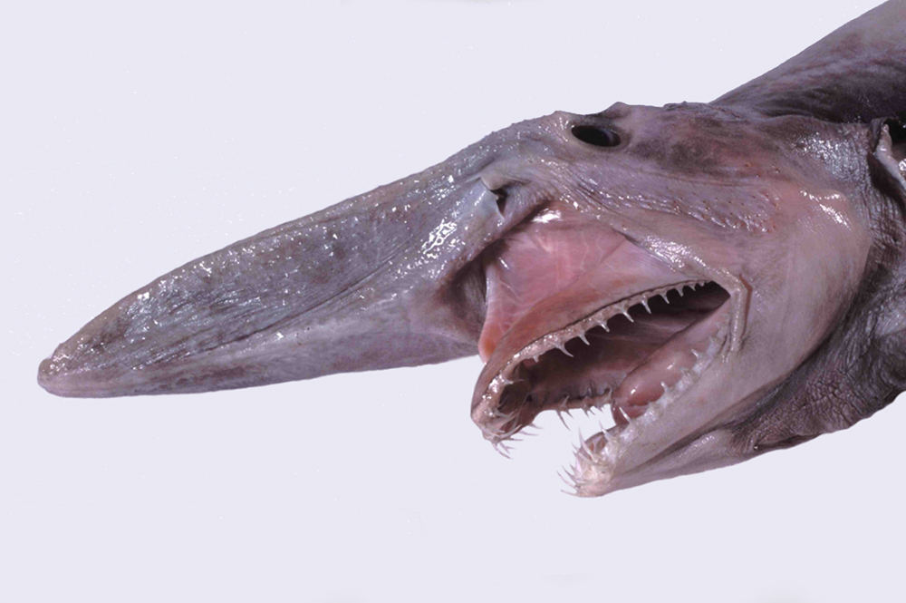 Goblin sharks: Mystery behind bizarre protruding jaws solved after over