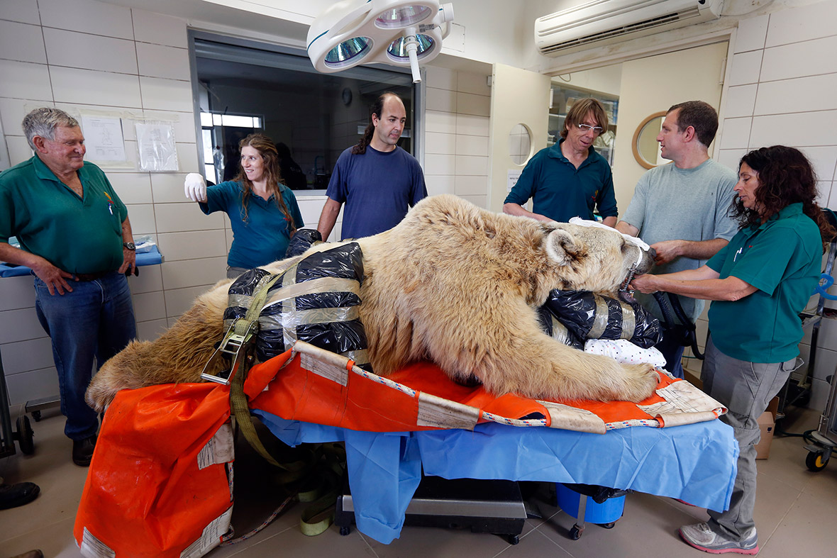 bear vet