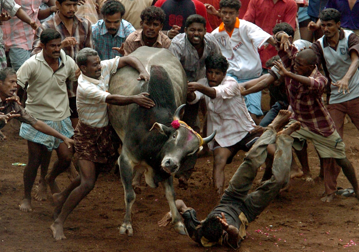 India Bans Jallikattu Supreme Court Ruling Sees End of 'Running of the