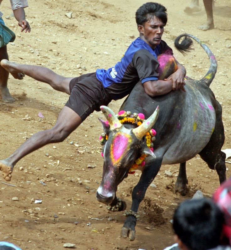 Jallikattu