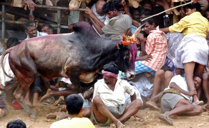 Jallikattu