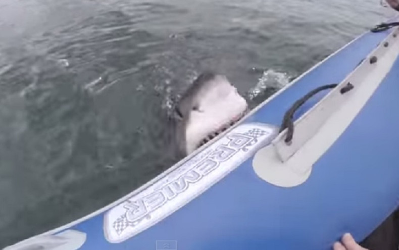 shark bites boat